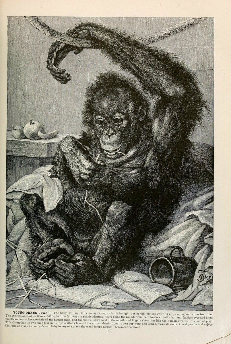 Brehm's Life of animals : Volume 1, MammaliaChicago :Marquis,1895. | "Animal behavior" Mammals  | Vintage Print Reproduction 463283