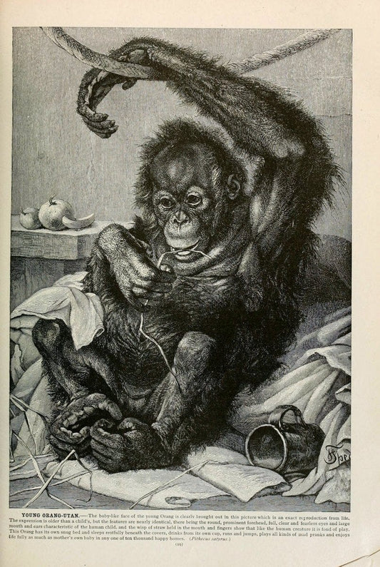 Brehm's Life of animals : Volume 1, MammaliaChicago :Marquis,1895. | "Animal behavior" Mammals  | Vintage Print Reproduction 463283