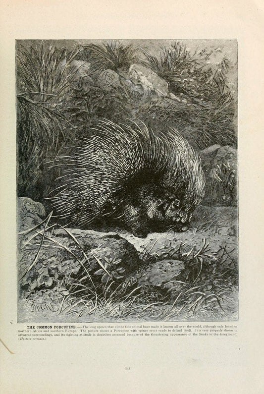 Brehm's Life of animals : Volume 1, MammaliaChicago :Marquis,1895. | "Animal behavior" Mammals  | Vintage Print Reproduction 463285