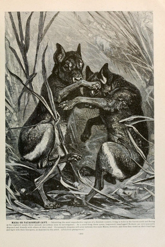 Brehm's Life of animals : Volume 1, MammaliaChicago :Marquis,1895. | "Animal behavior" Mammals  | Vintage Print Reproduction 463286