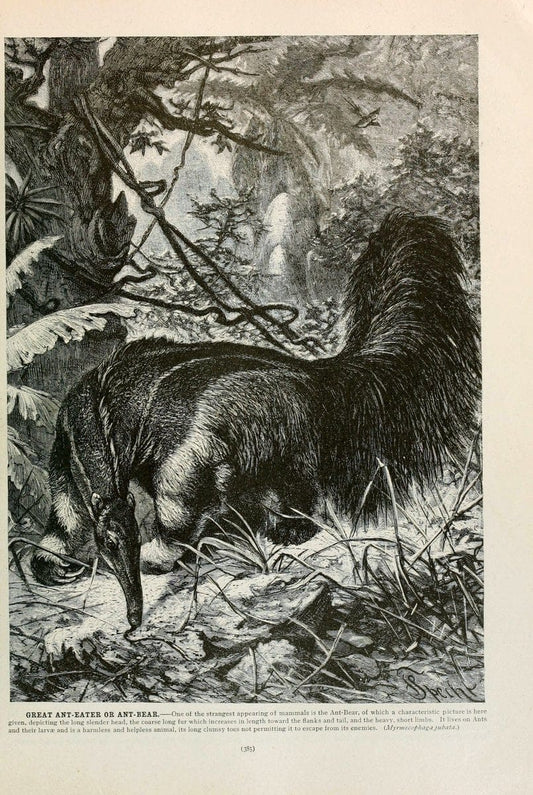 Brehm's Life of animals : Volume 1, MammaliaChicago :Marquis,1895. | "Animal behavior" Mammals  | Vintage Print Reproduction 463288