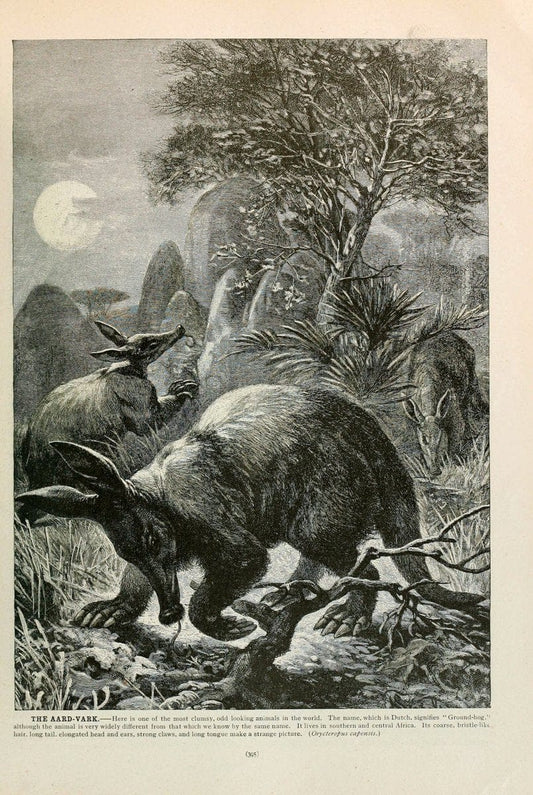 Brehm's Life of animals : Volume 1, MammaliaChicago :Marquis,1895. | "Animal behavior" Mammals  | Vintage Print Reproduction 463289