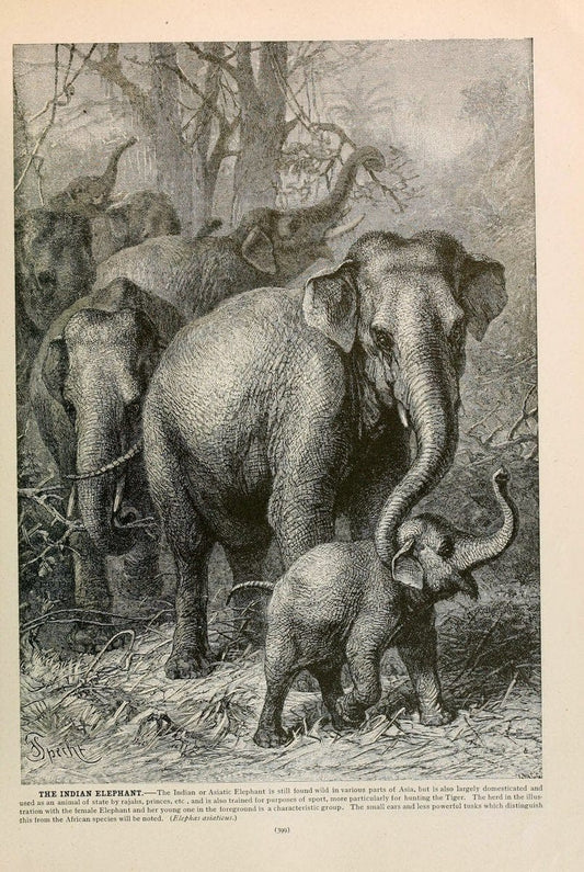 Brehm's Life of animals : Volume 1, MammaliaChicago :Marquis,1895. | "Animal behavior" Mammals  | Vintage Print Reproduction 463290