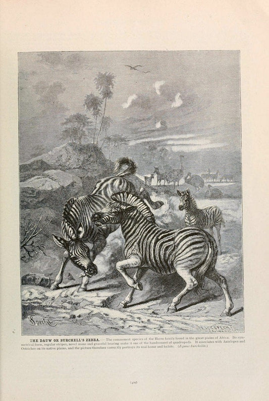 Brehm's Life of animals : Volume 1, MammaliaChicago :Marquis,1895. | "Animal behavior" Mammals  "taxonomy:genus=Equus quagga burchellii" | Vintage Print Reproduction 463293