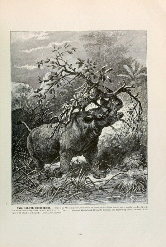 Brehm's Life of animals : Volume 1, MammaliaChicago :Marquis,1895. | "Animal behavior" Mammals  | Vintage Print Reproduction 463295