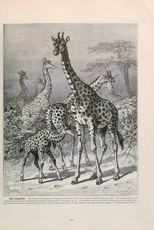 Brehm's Life of animals : Volume 1, MammaliaChicago :Marquis,1895. | "Animal behavior" Mammals  | Vintage Print Reproduction 463296