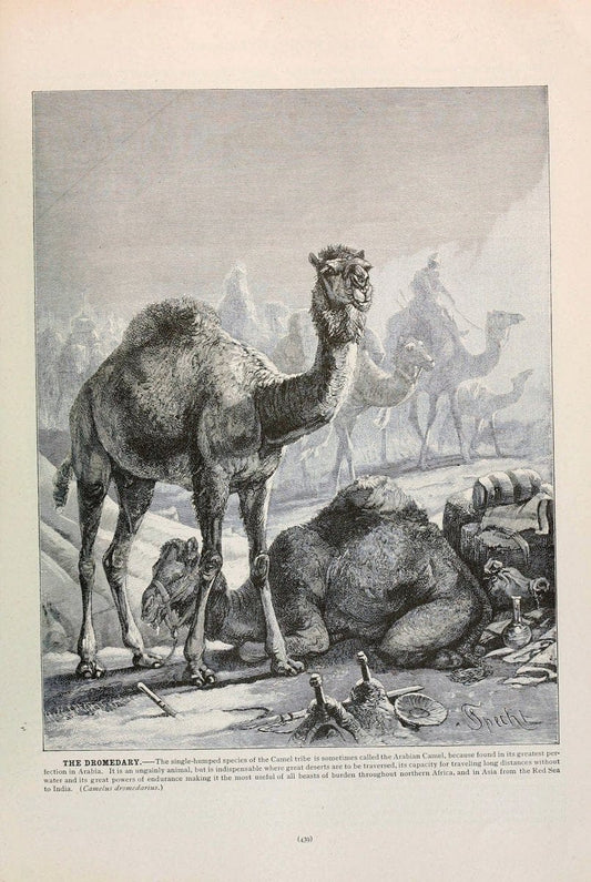Brehm's Life of animals : Volume 1, MammaliaChicago :Marquis,1895. | "Animal behavior" Mammals  | Vintage Print Reproduction 463297