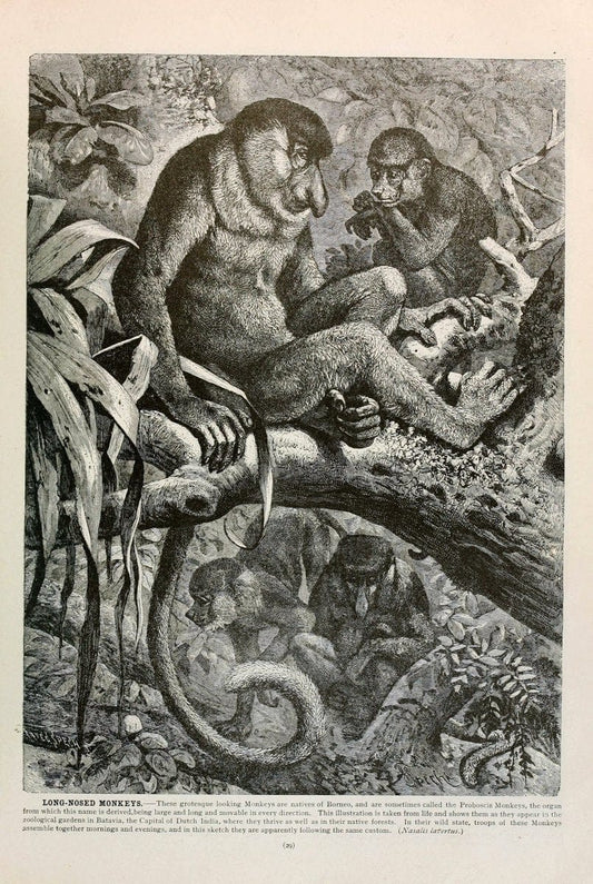 Brehm's Life of animals : Volume 1, MammaliaChicago :Marquis,1895. | "Animal behavior" Mammals  | Vintage Print Reproduction 463299