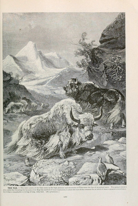 Brehm's Life of animals : Volume 1, MammaliaChicago :Marquis,1895. | "Animal behavior" Mammals  | Vintage Print Reproduction 463300