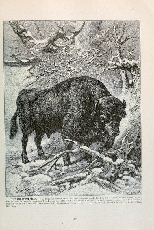 Brehm's Life of animals : Volume 1, MammaliaChicago :Marquis,1895. | "Animal behavior" Mammals  | Vintage Print Reproduction 463302