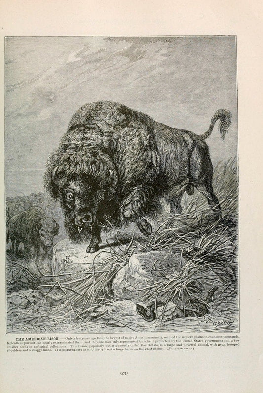 Brehm's Life of animals : Volume 1, MammaliaChicago :Marquis,1895. | "Animal behavior" Mammals  | Vintage Print Reproduction 463303