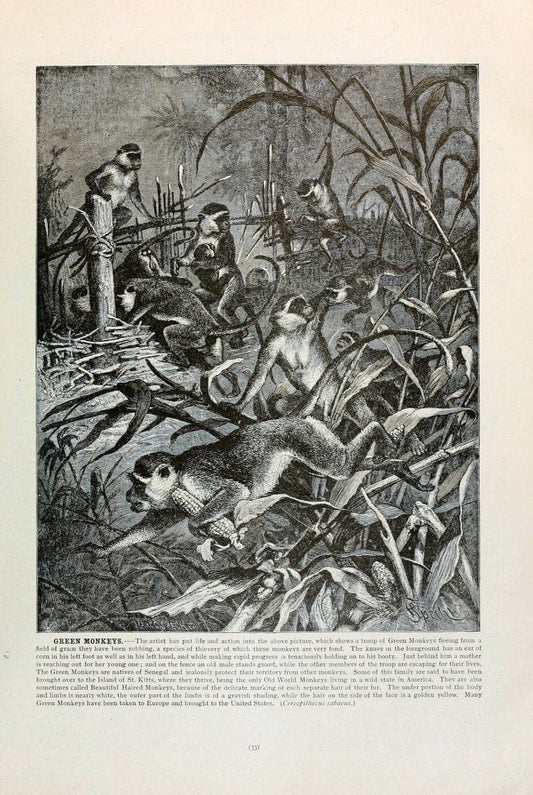Brehm's Life of animals : Volume 1, MammaliaChicago :Marquis,1895. | "Animal behavior" Mammals  | Vintage Print Reproduction 463305