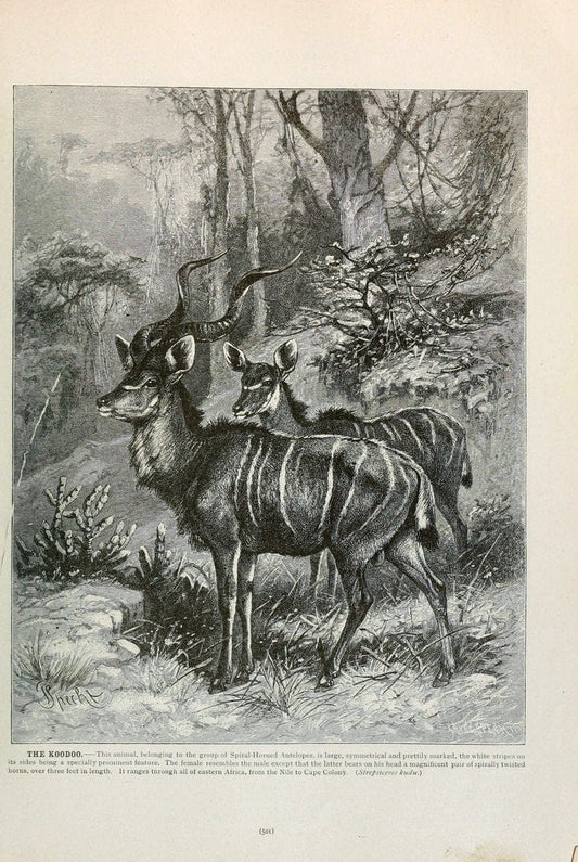 Brehm's Life of animals : Volume 1, MammaliaChicago :Marquis,1895. | "Animal behavior" Mammals  | Vintage Print Reproduction 463307