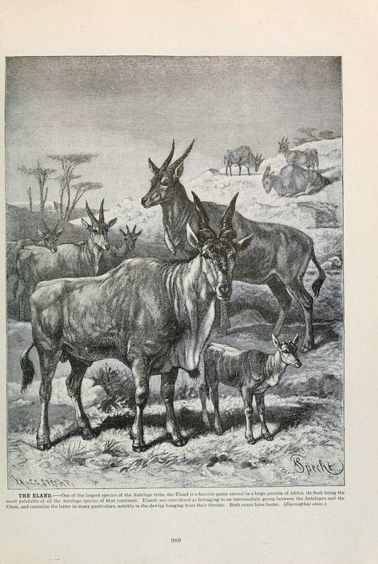 Brehm's Life of animals : Volume 1, MammaliaChicago :Marquis,1895. | "Animal behavior" Mammals  | Vintage Print Reproduction 463308