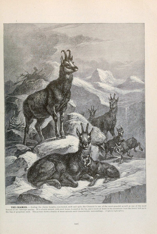 Brehm's Life of animals : Volume 1, MammaliaChicago :Marquis,1895. | "Animal behavior" Mammals  | Vintage Print Reproduction 463309
