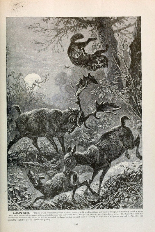 Brehm's Life of animals : Volume 1, MammaliaChicago :Marquis,1895. | "Animal behavior" Mammals  | Vintage Print Reproduction 463313