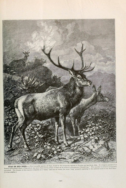 Brehm's Life of animals : Volume 1, MammaliaChicago :Marquis,1895. | "Animal behavior" Mammals  "taxonomy:binomial=Cervus elaphus" | Vintage Print Reproduction 463314