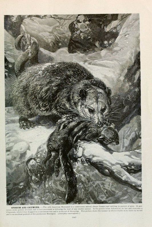 Brehm's Life of animals : Volume 1, MammaliaChicago :Marquis,1895. | "Animal behavior" Mammals  | Vintage Print Reproduction 463322