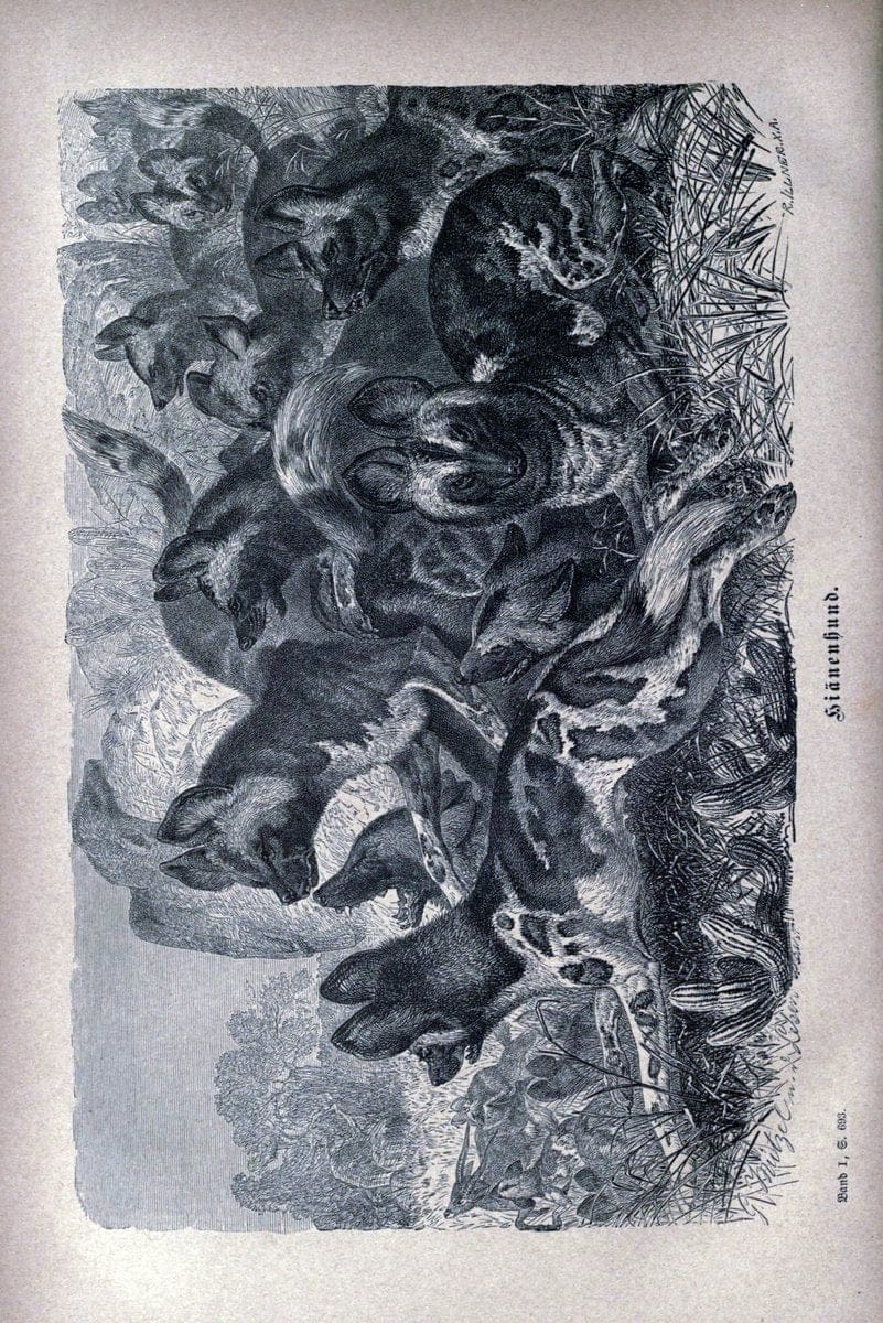 Dragable Image