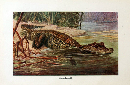 Brehms Tierleben. Bd.1Leipzig,Bibliographisches Institut,1911-19- |  | Vintage Print Reproduction 463403
