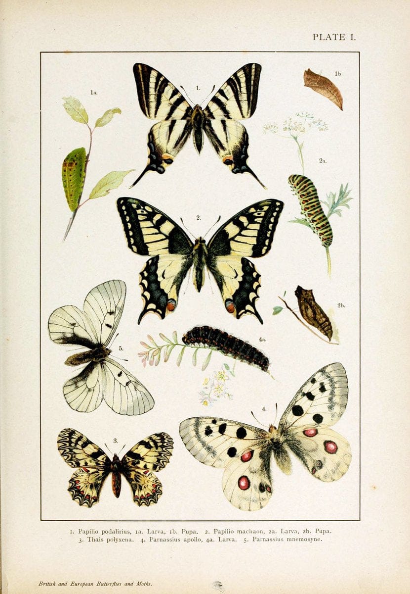 British and European butterflies and moths (Macrolepidoptera)| Europe "Great Britain" Lepidoptera  "Woods Hole" "taxonomy:binomial=Papilio podalirius"  | Vintage Print Reproduction 463441