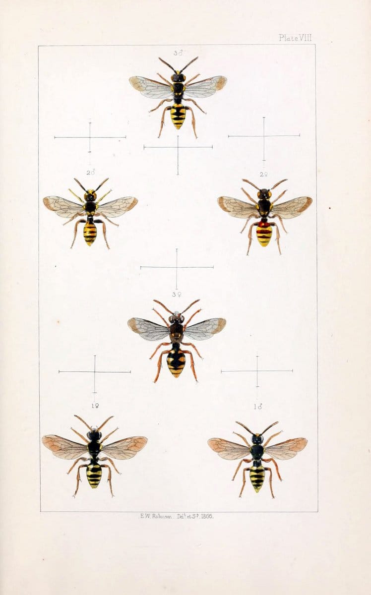 British bees :.London :L. Reeve & Co.,1866.  | Bees "Great Britain" Hymenoptera  | Vintage Print Reproduction 463471