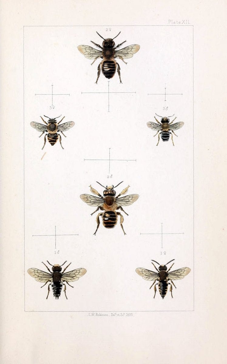 British bees :.London :L. Reeve & Co.,1866.  | Bees "Great Britain" Hymenoptera  | Vintage Print Reproduction 463475
