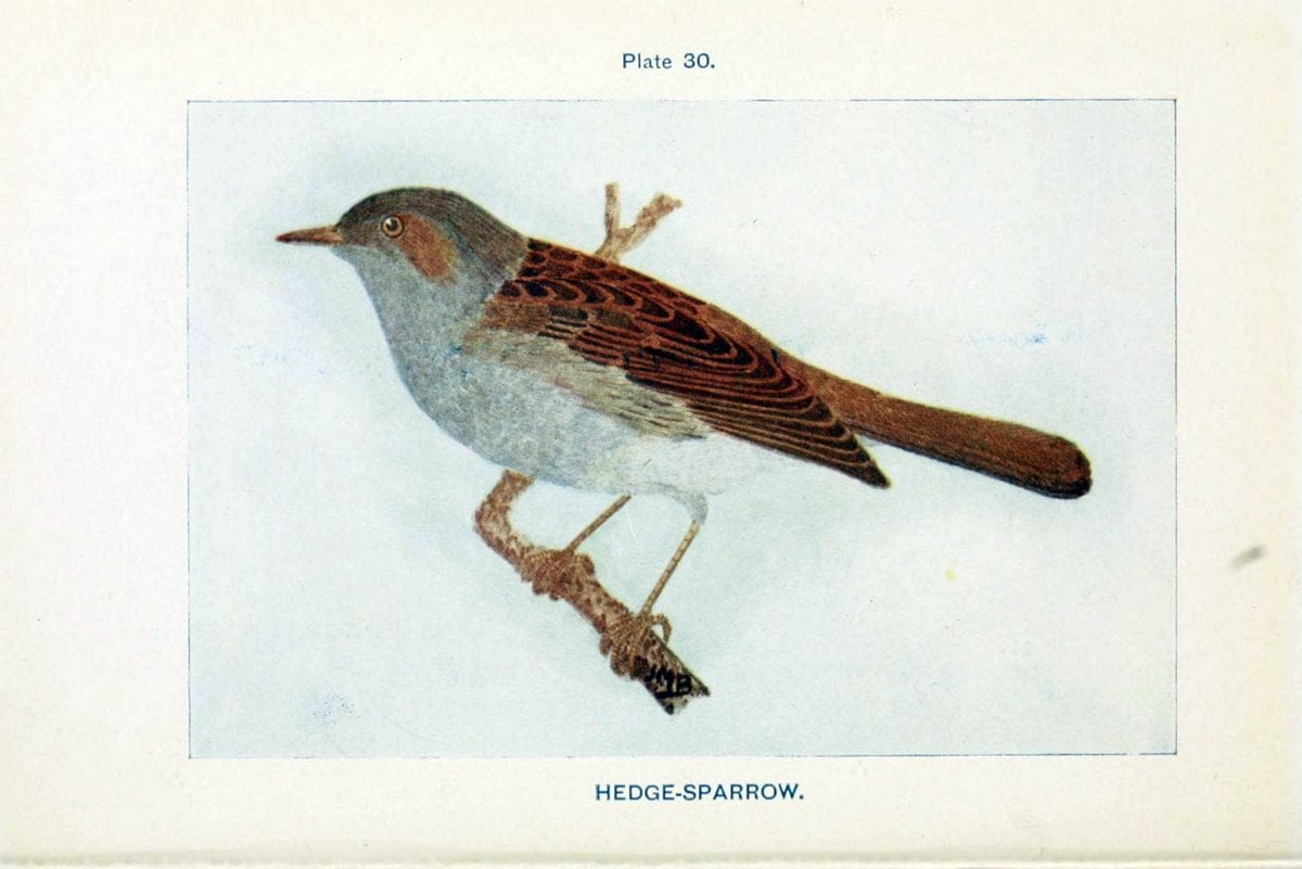 Dragable Image