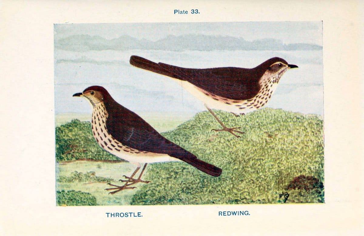 Dragable Image