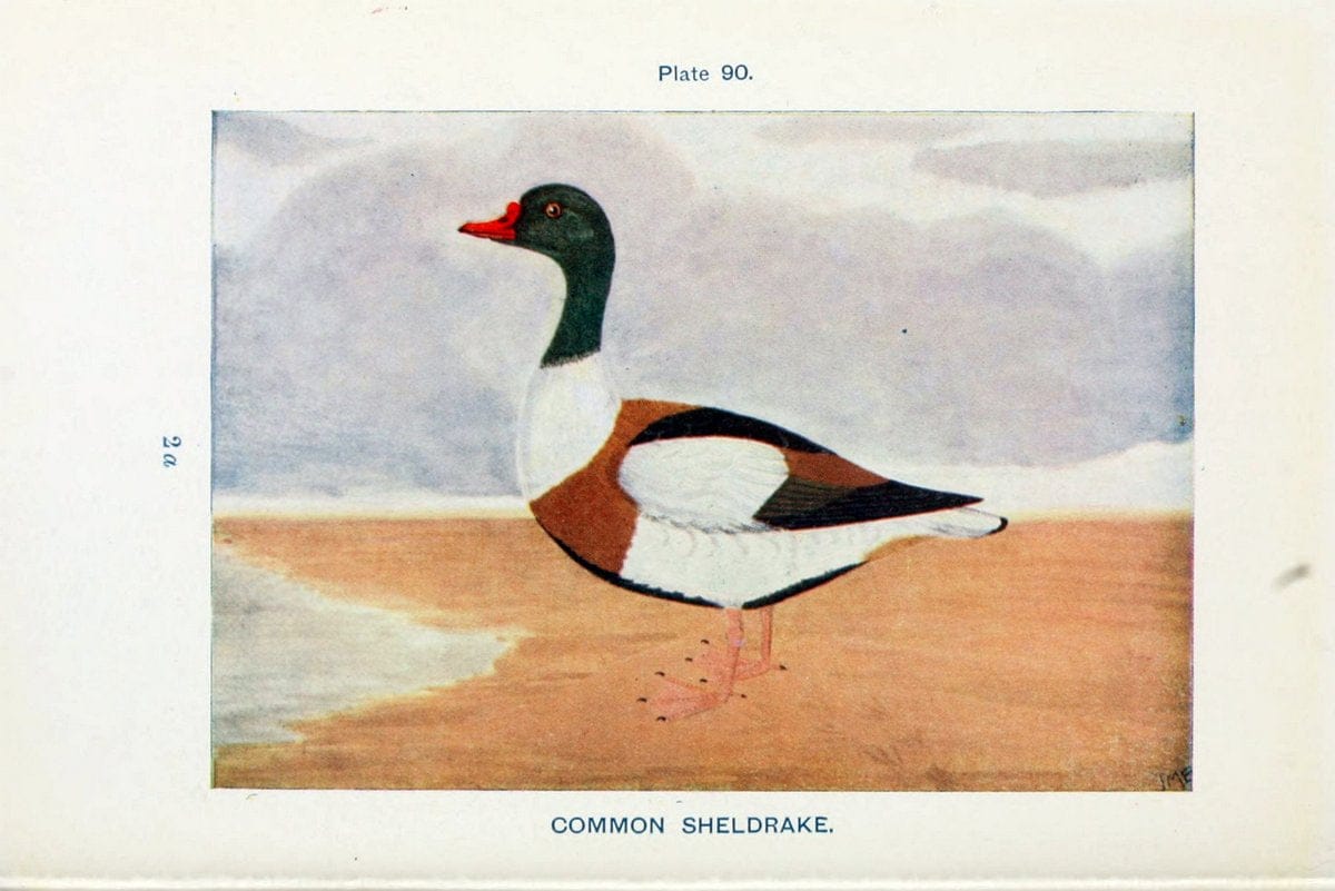 Dragable Image
