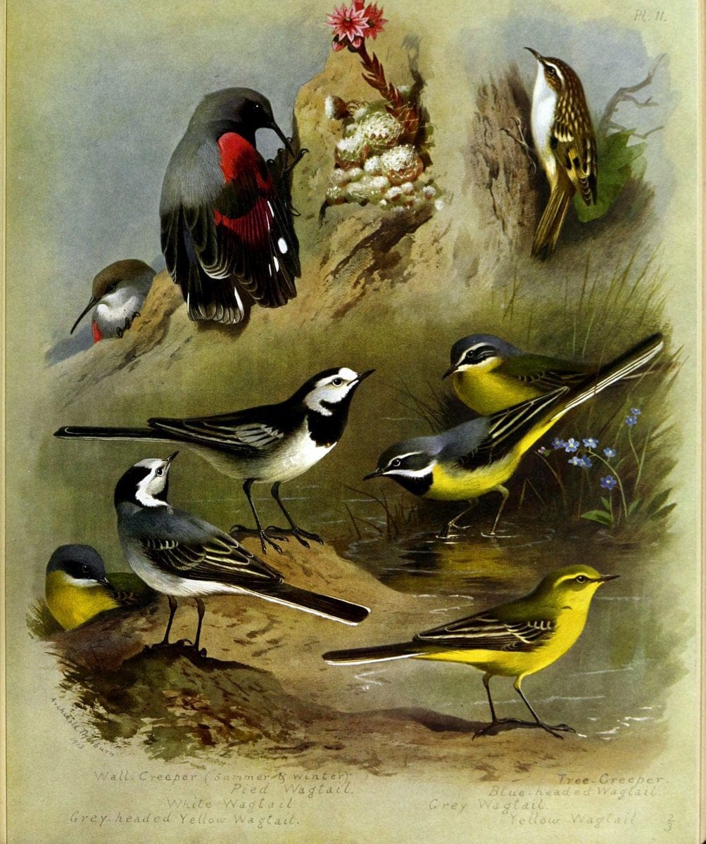 British birds /.London ;Longmans, Green,1915-1916.  | Birds "Great Britain" "Pictorial works"  | Vintage Print Reproduction 463644