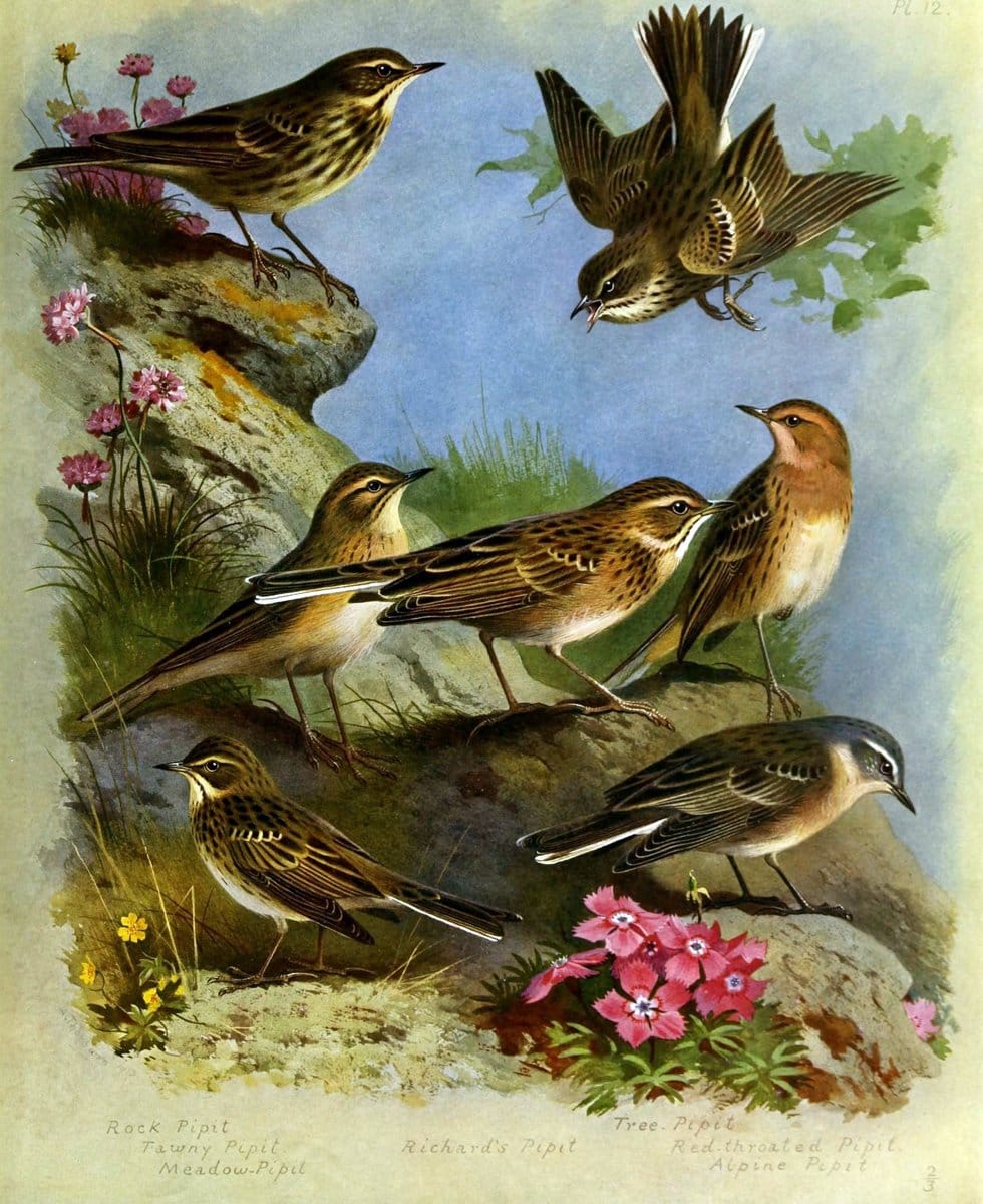 British birds /.London ;Longmans, Green,1915-1916.  | Birds "Great Britain" "Pictorial works"  | Vintage Print Reproduction 463645