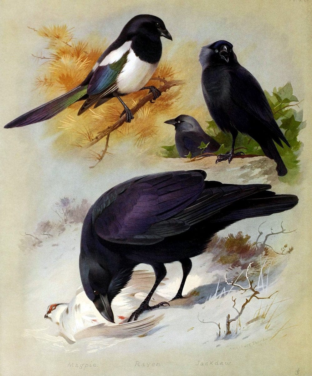 British birds /.London ;Longmans, Green,1915-1916.  | Birds "Great Britain" "Pictorial works"  | Vintage Print Reproduction 463646