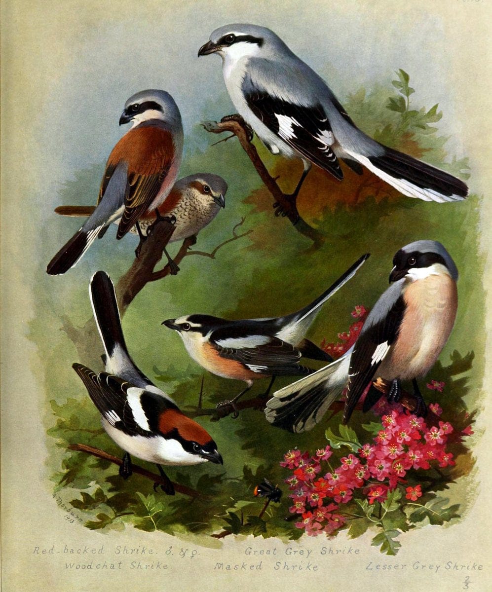 British birds /.London ;Longmans, Green,1915-1916.  | Birds "Great Britain" "Pictorial works"  | Vintage Print Reproduction 463647