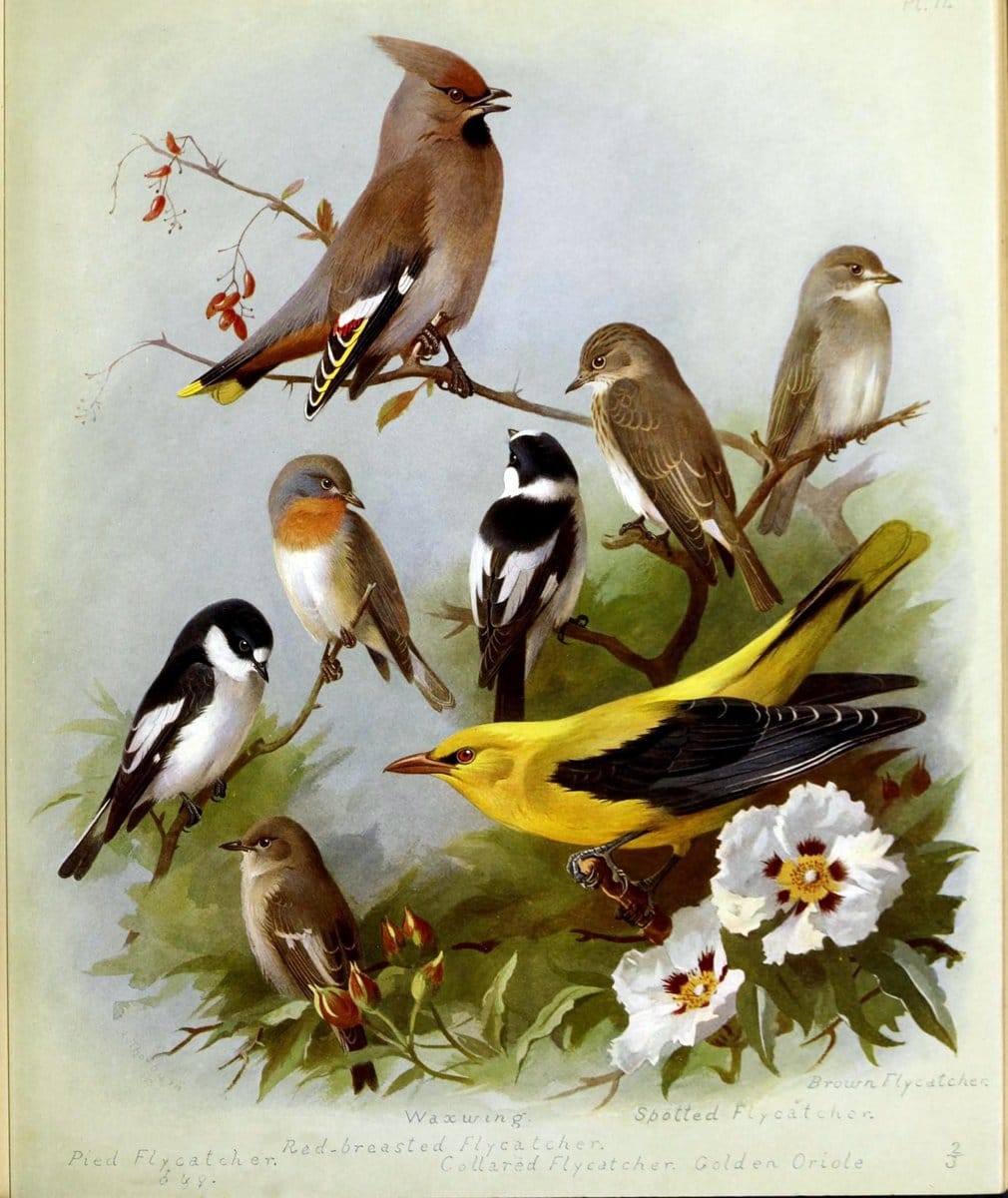 British birds /.London ;Longmans, Green,1915-1916.  | Birds "Great Britain" "Pictorial works"  | Vintage Print Reproduction 463648