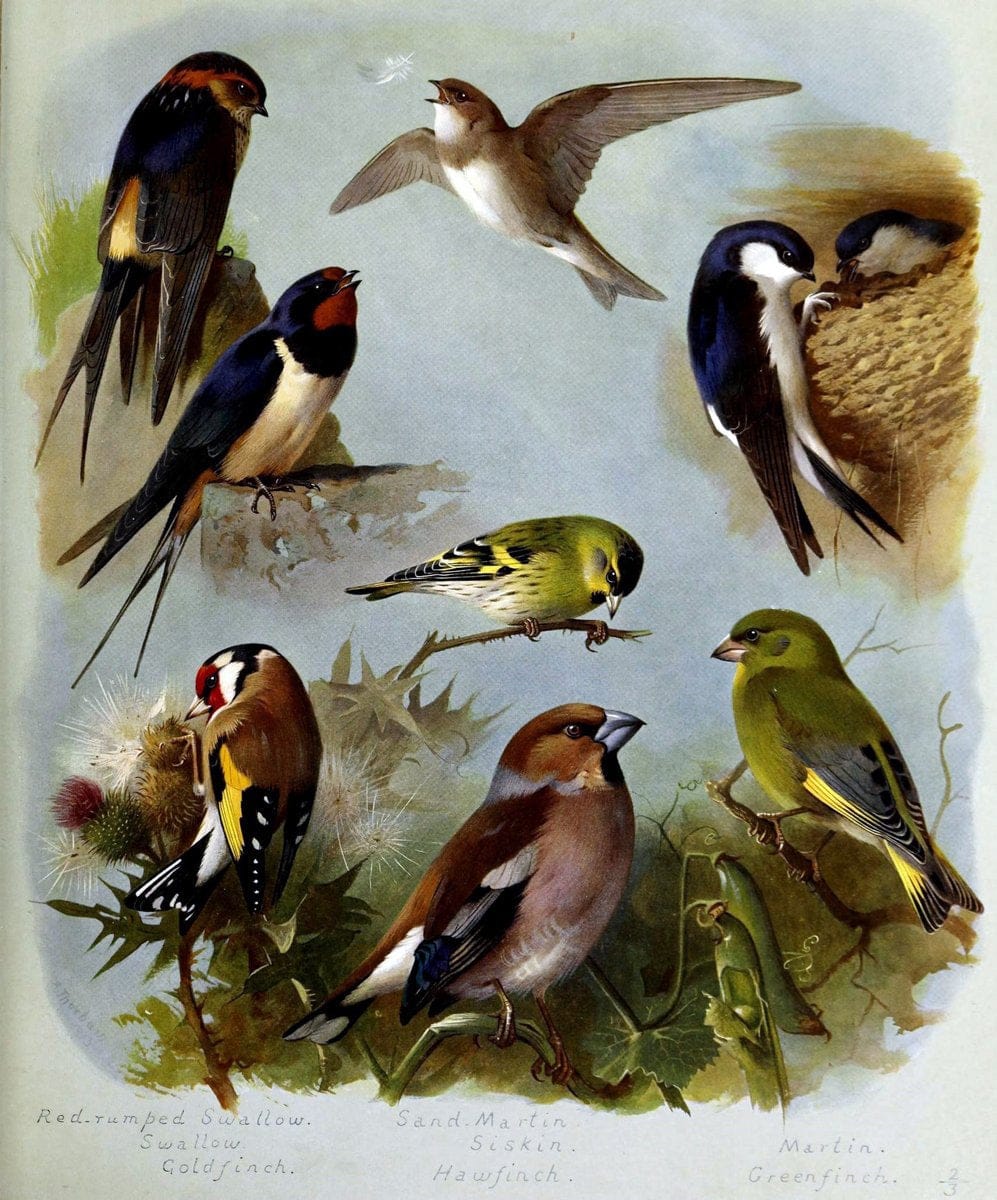 British birds /.London ;Longmans, Green,1915-1916.  | Birds "Great Britain" "Pictorial works"  | Vintage Print Reproduction 463649