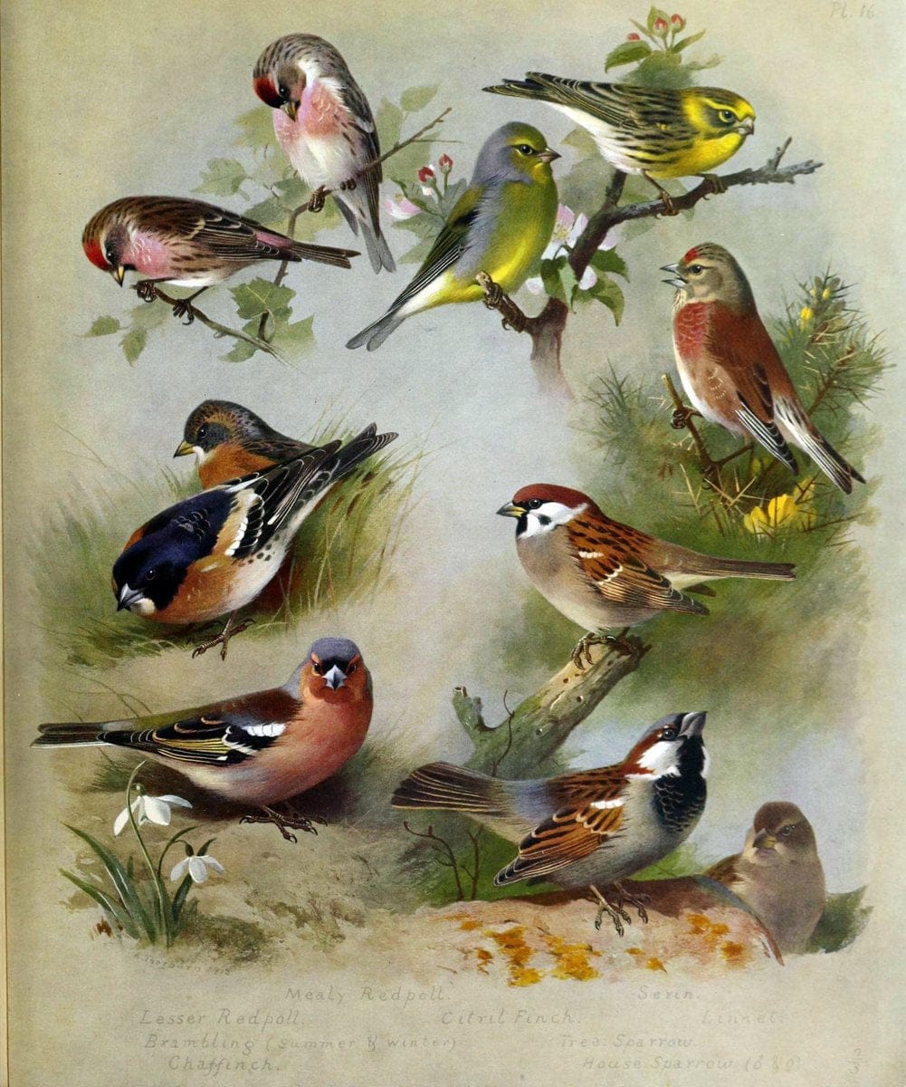 British birds /.London ;Longmans, Green,1915-1916.  | Birds "Great Britain" "Pictorial works"  | Vintage Print Reproduction 463650