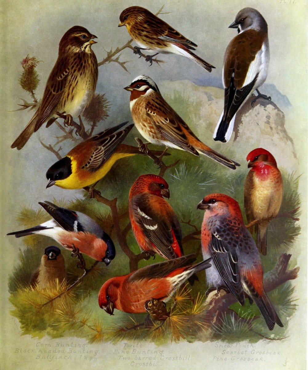 British birds /.London ;Longmans, Green,1915-1916.  | Birds "Great Britain" "Pictorial works"  | Vintage Print Reproduction 463651