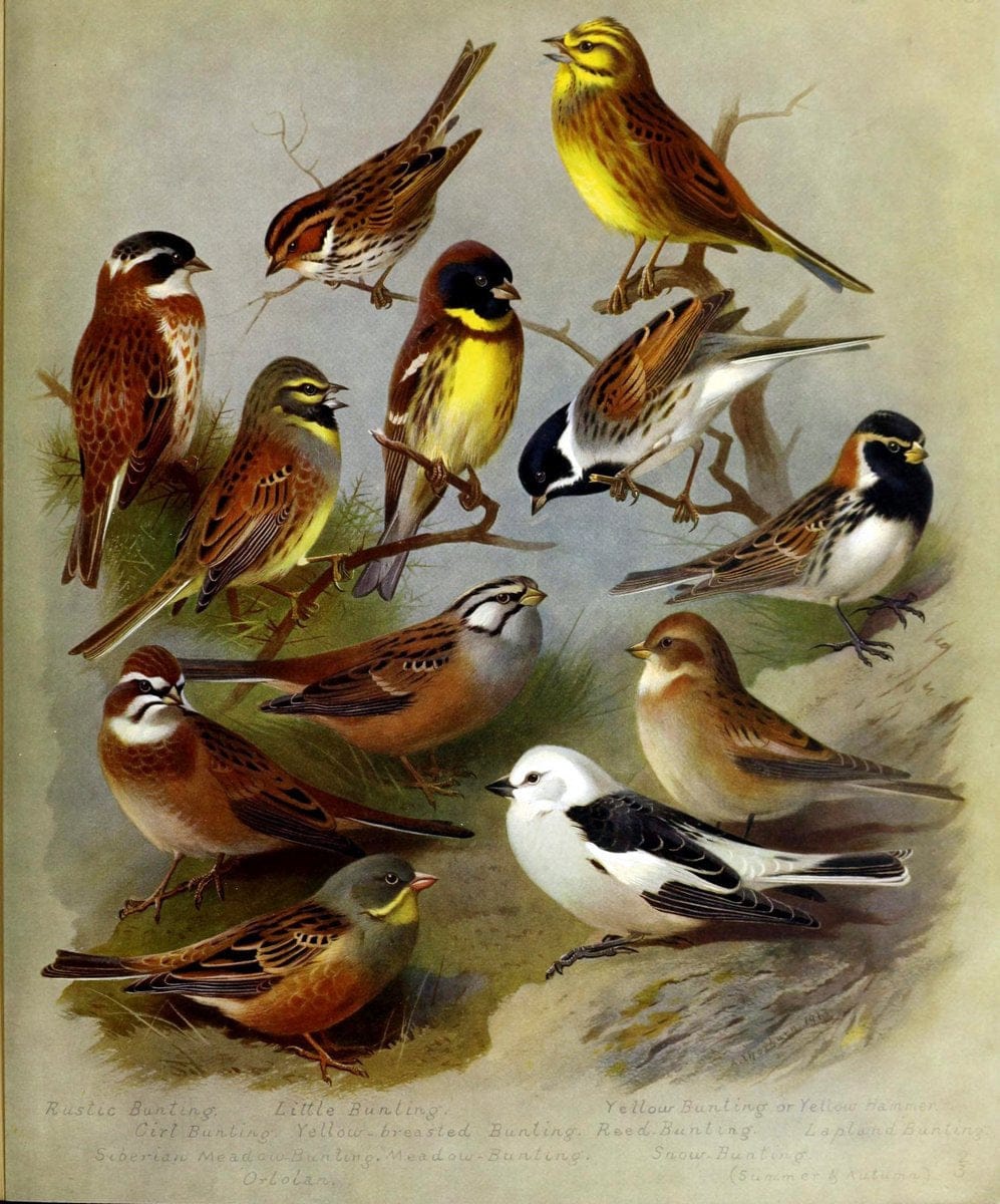 British birds /.London ;Longmans, Green,1915-1916.  | Birds "Great Britain" "Pictorial works"  | Vintage Print Reproduction 463652