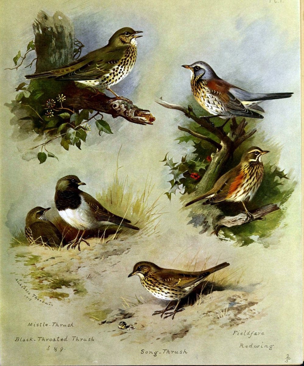 British birds /.London ;Longmans, Green,1915-1916.  | Birds "Great Britain" "Pictorial works"  | Vintage Print Reproduction 463654