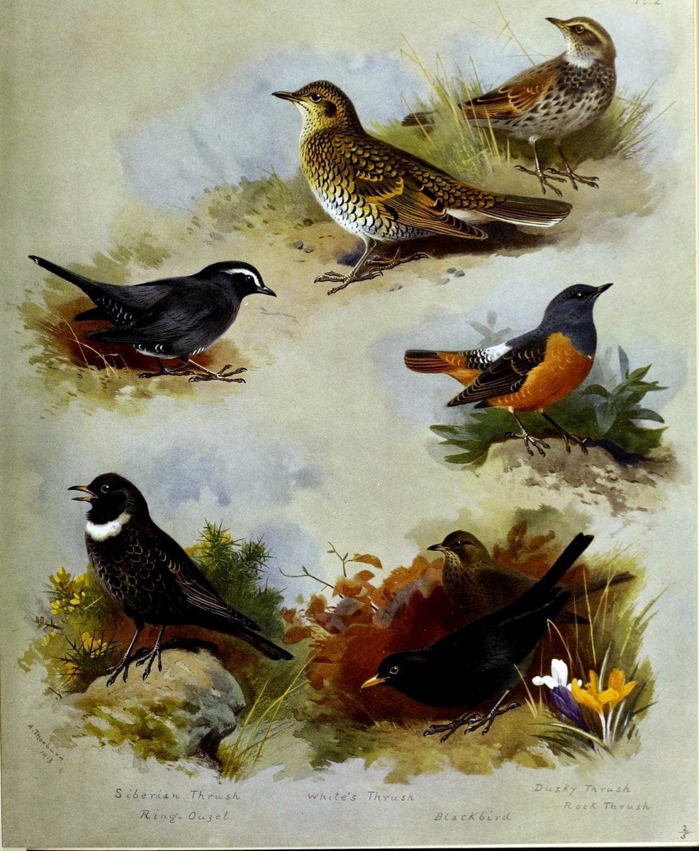 British birds /.London ;Longmans, Green,1915-1916.  | Birds "Great Britain" "Pictorial works"  | Vintage Print Reproduction 463655
