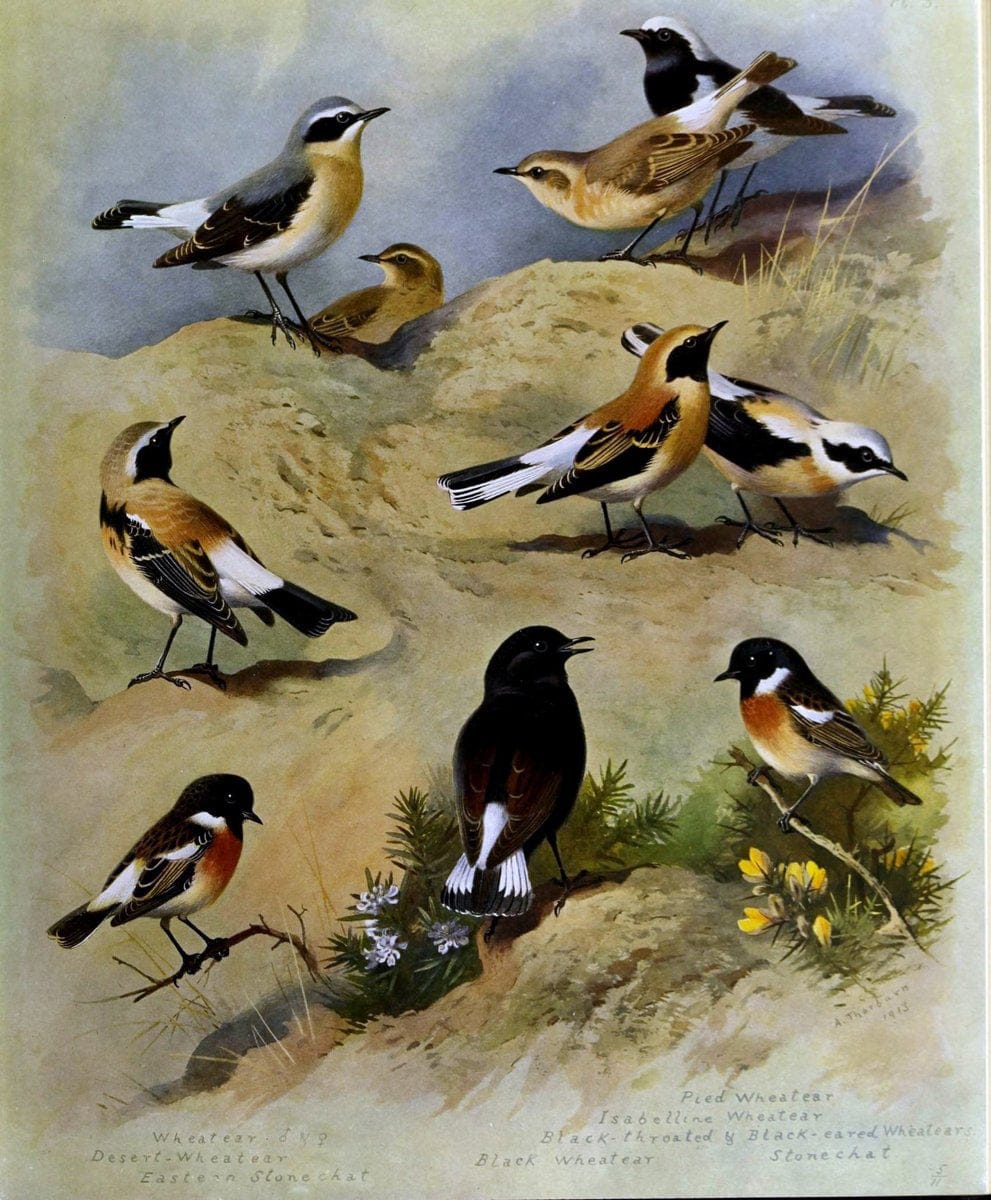 British birds /.London ;Longmans, Green,1915-1916.  | Birds "Great Britain" "Pictorial works"  | Vintage Print Reproduction 463656