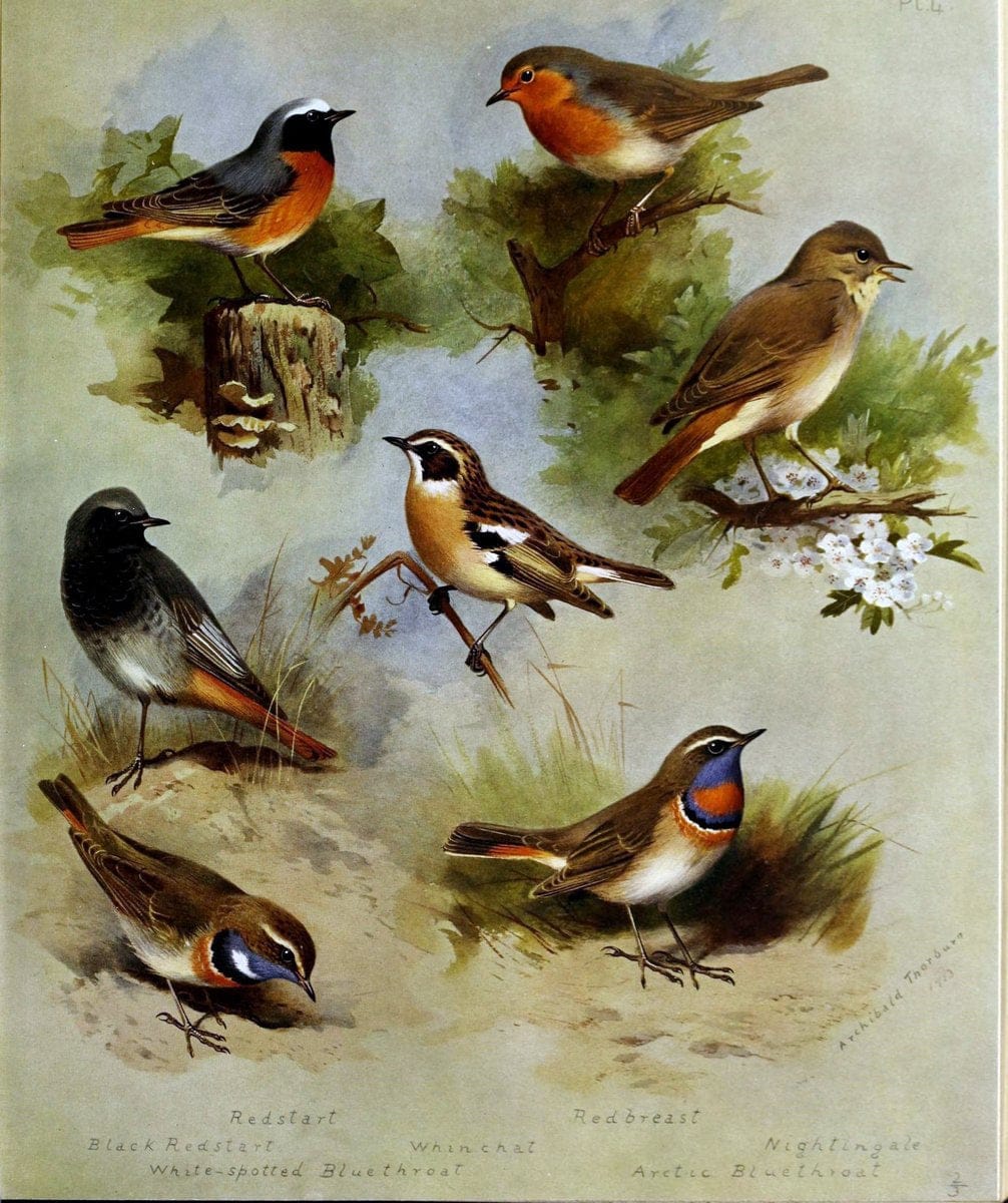 British birds /.London ;Longmans, Green,1915-1916.  | Birds "Great Britain" "Pictorial works"  | Vintage Print Reproduction 463657