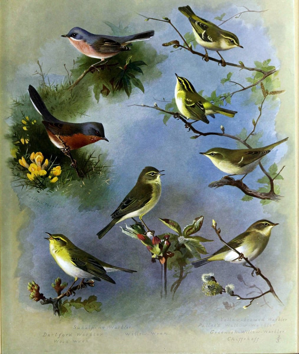 British birds /.London ;Longmans, Green,1915-1916.  | Birds "Great Britain" "Pictorial works"  | Vintage Print Reproduction 463659