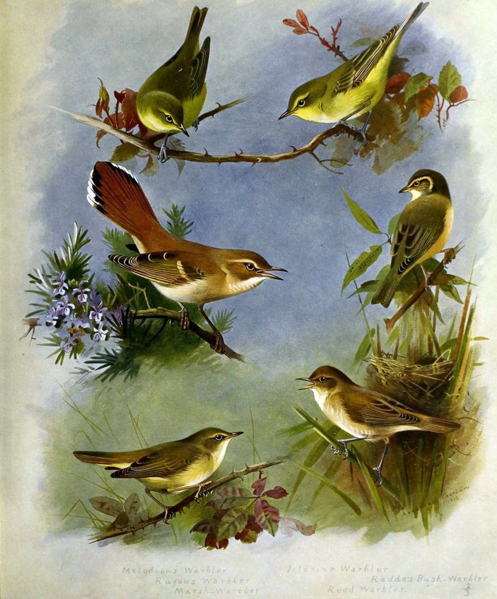 British birds /.London ;Longmans, Green,1915-1916.  | Birds "Great Britain" "Pictorial works"  | Vintage Print Reproduction 463660