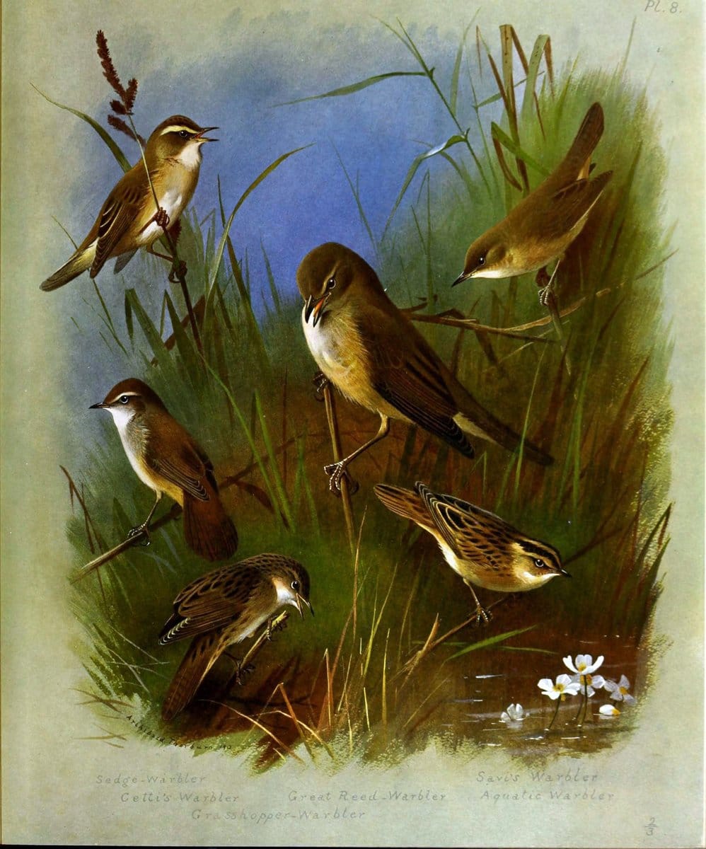 British birds /.London ;Longmans, Green,1915-1916.  | Birds "Great Britain" "Pictorial works"  | Vintage Print Reproduction 463661