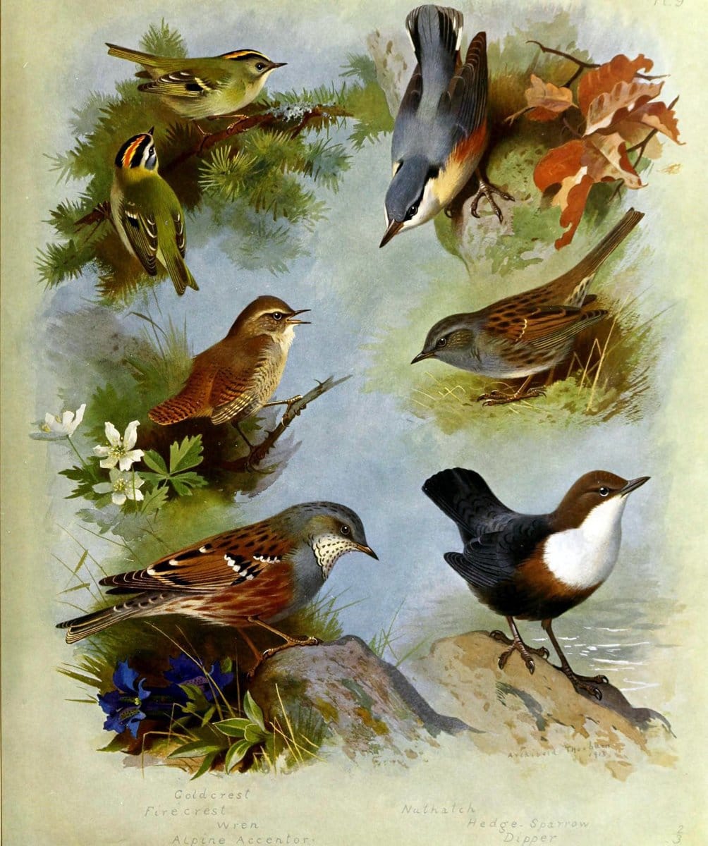British birds /.London ;Longmans, Green,1915-1916.  | Birds "Great Britain" "Pictorial works"  | Vintage Print Reproduction 463662