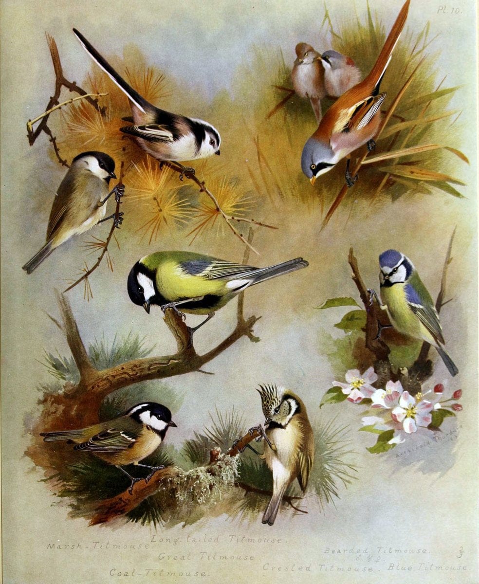 British birds /.London ;Longmans, Green,1915-1916.  | Birds "Great Britain" "Pictorial works"  | Vintage Print Reproduction 463663