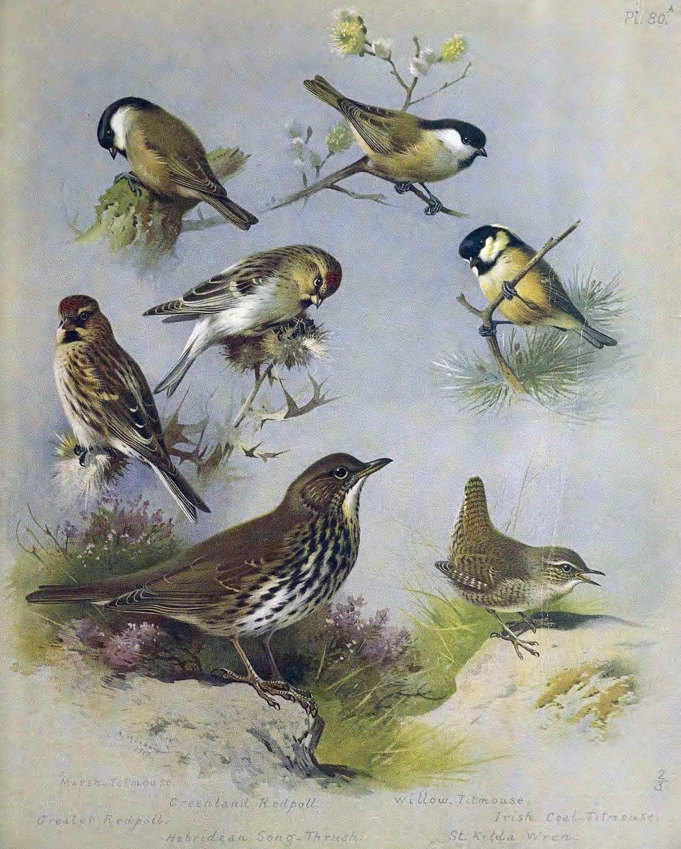 British birds. London ;Longmans, Green and Co.,1918.  | Birds "Great Britain" "Pictorial works" | Vintage Print Reproduction 463664