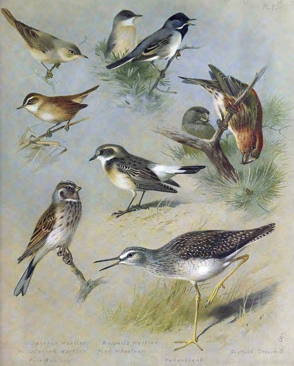 British birds. London ;Longmans, Green and Co.,1918.  | Birds "Great Britain" "Pictorial works" | Vintage Print Reproduction 463665